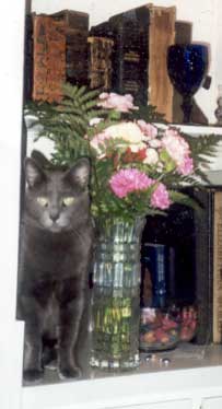 the gray-puff marshmallow cat