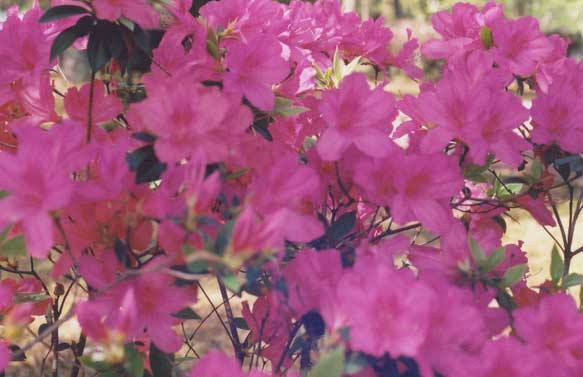 pretty azaleas