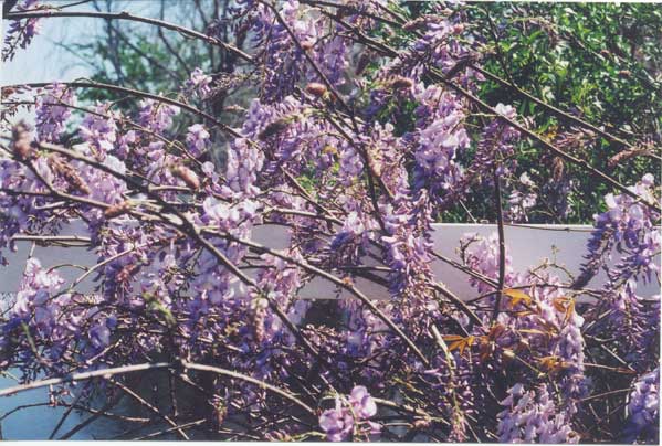 wisteria